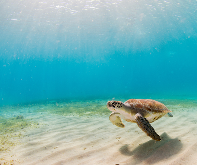 The Looming Crisis Of The Endangered Sea Turtle